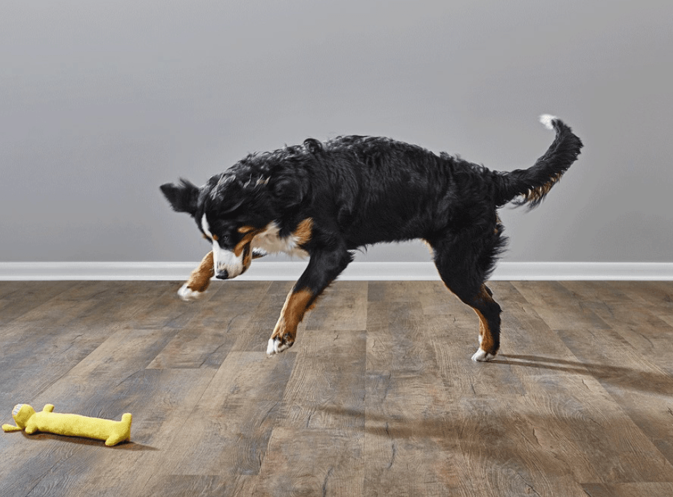 Dog over lvp flooring