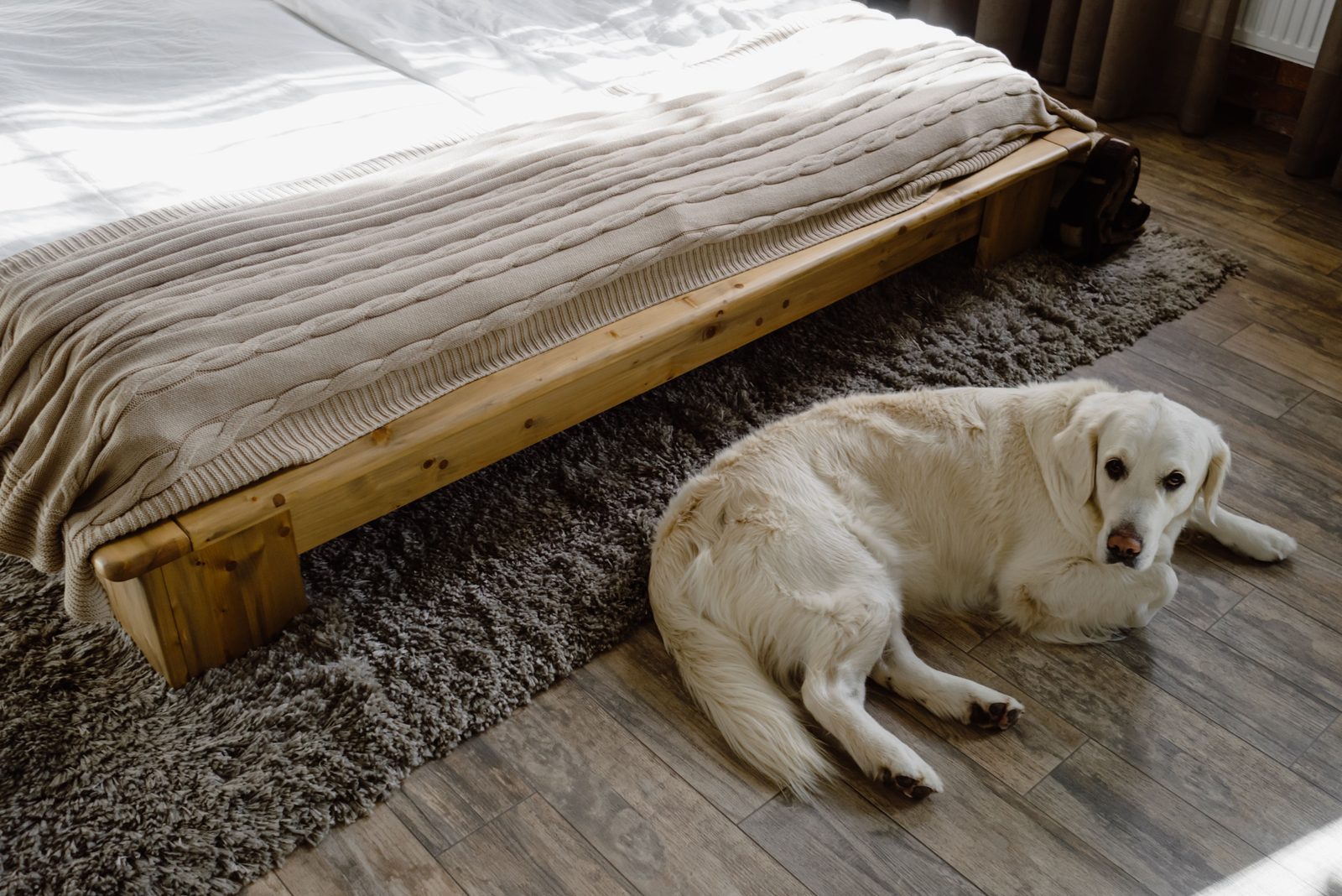 Golden retriever resting beside a bed on a rug