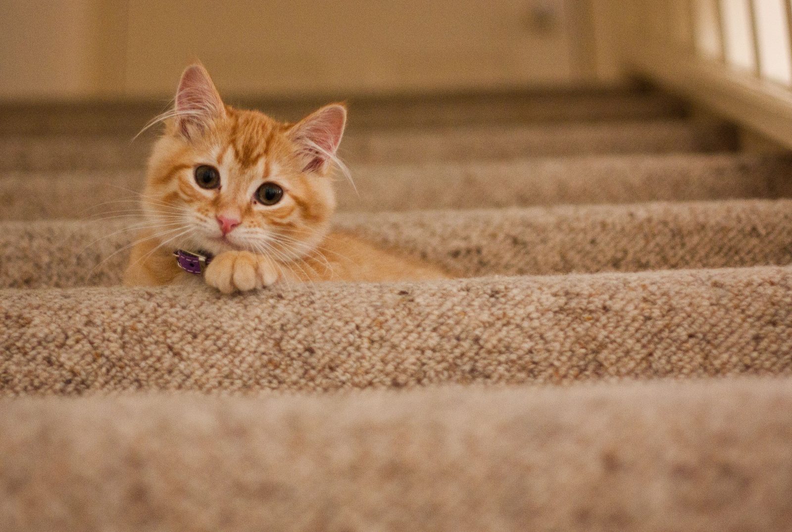 Orange kitten lying on carpeted stairs