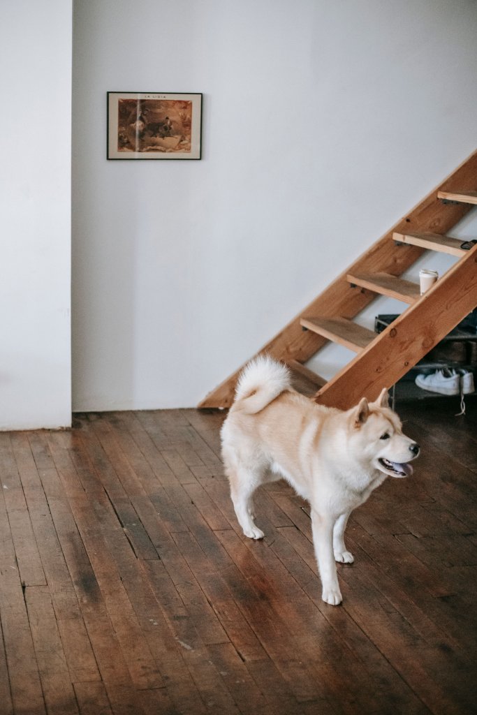 Side view of adorable fluffy Akita Inu dog walking on wooden floor near stairs in stylish apartment